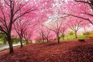 2025年，日本樱花季畅游无压力：免费VPS托管服务大盘点