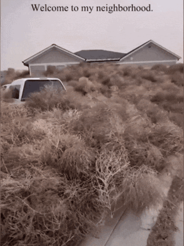 一觉醒来美国犹他州的房屋被草淹了！