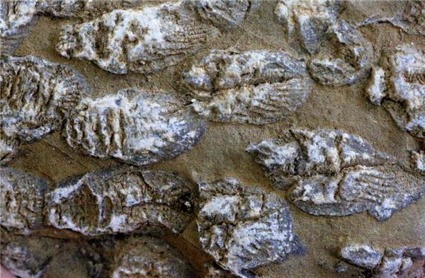 秦岭发现大量珊瑚！3.5亿年前还是一片汪洋大海