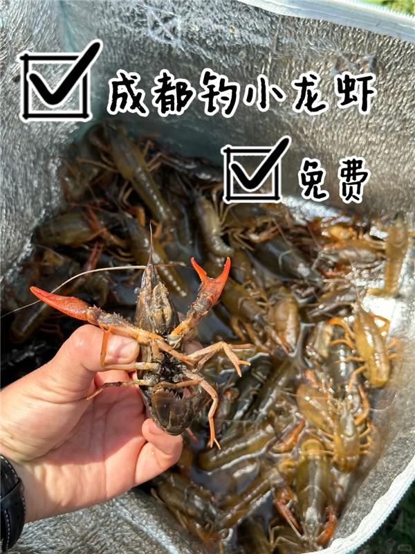 成都人开始野钓小龙虾了 医生提醒：富含重金属、谨慎食用！