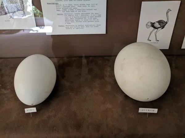 最极端的“生孩子”：几维鸟产下完全占据身体空间的蛋