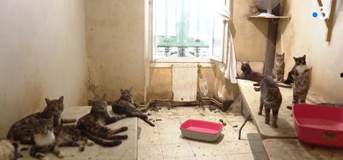 收养了159只猫却被判终生禁养：因为得了动物囤积症