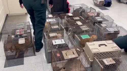 收养了159只猫却被判终生禁养：因为得了动物囤积症
