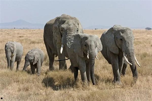 非洲要送英国、德国3万头大象 不能不要！尝尝和大象生活的滋味吧