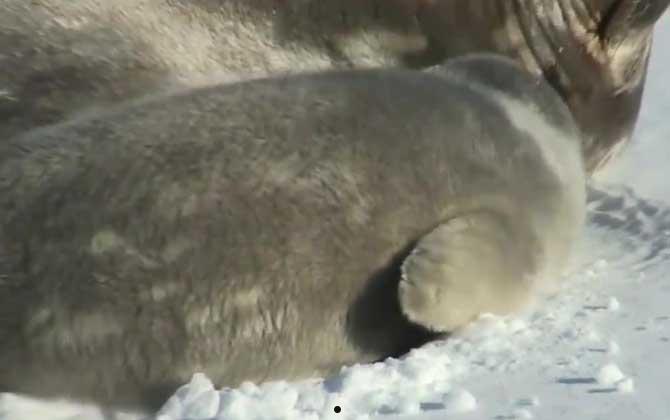格陵兰海豹