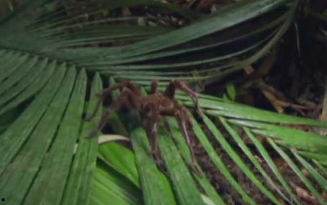 亚马逊巨人食鸟蛛