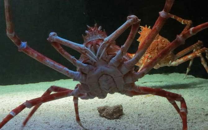 巨型海蜘蛛