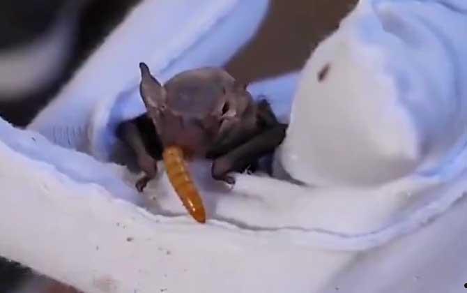大黄蜂蝙蝠