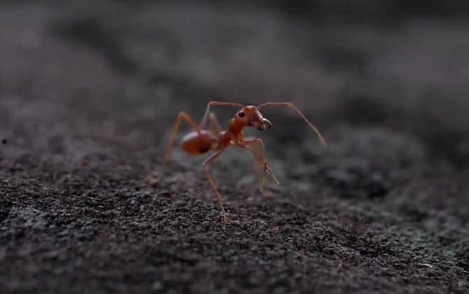 黄蚂蚁