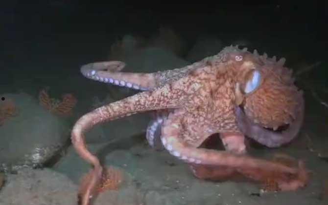 北太平洋巨型章鱼