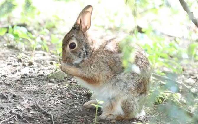棉尾兔