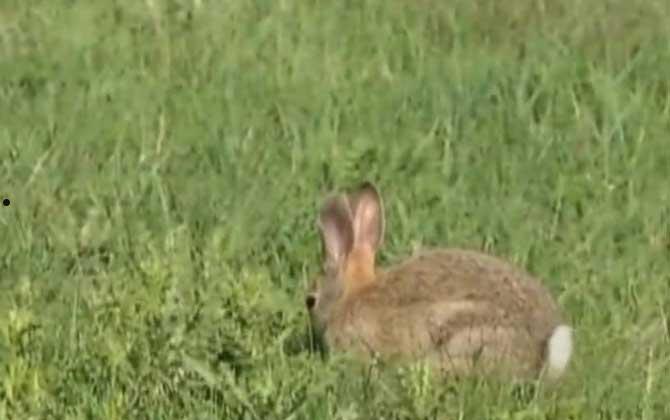 棉尾兔