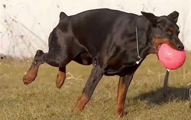 超大型犬