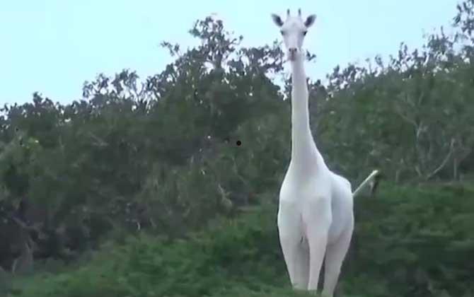 白色长颈鹿