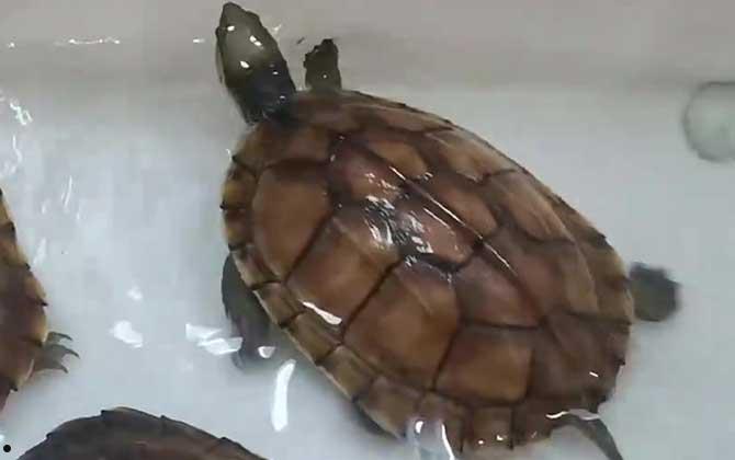 越南石龟