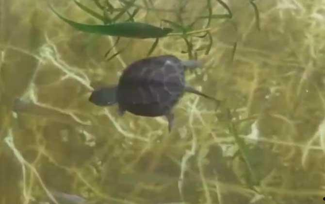 越南石龟