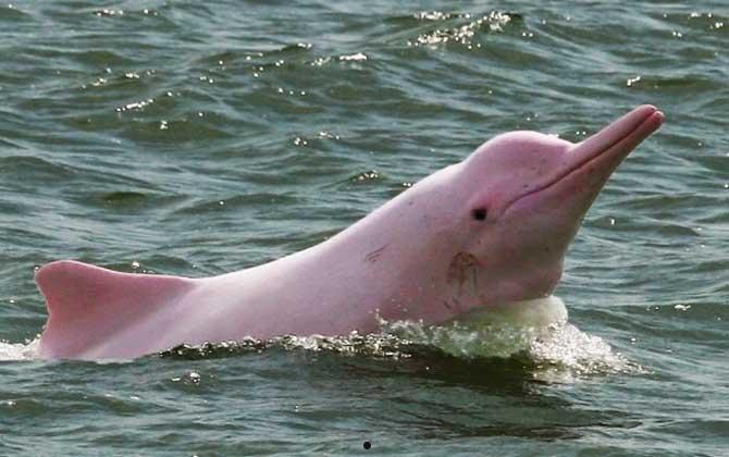 粉色海豚