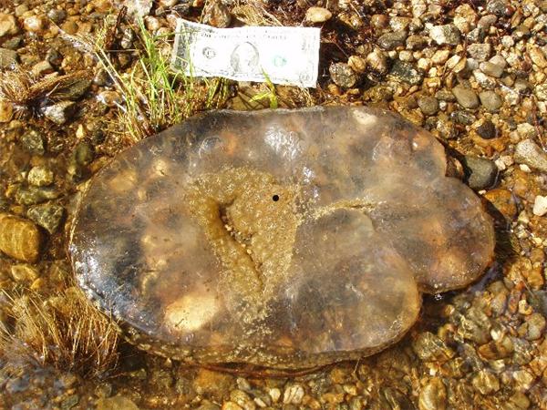 湖中惊现神秘哥斯拉之卵：它的祖先5.3亿年前就存在地球！