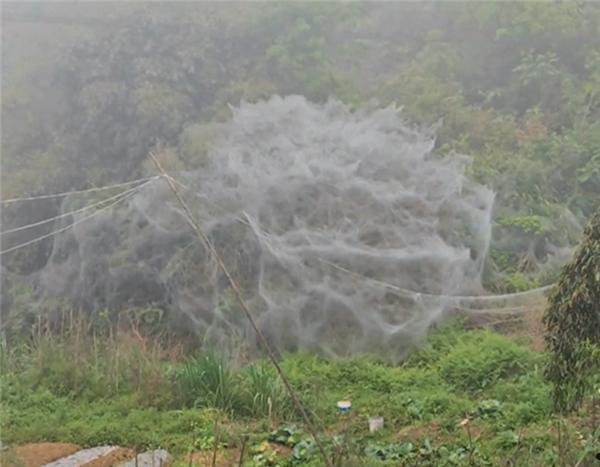 福建一地一夜间出现巨幅蜘蛛网引关注 后续来了：全是毛毛虫
