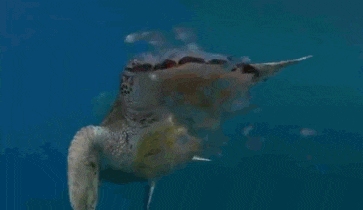 海龟嘴巴的秘密：布满倒刺 一直延伸到胃部