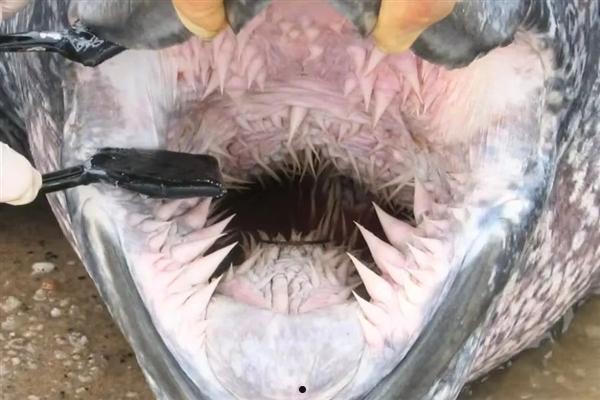 海龟嘴巴的秘密：布满倒刺 一直延伸到胃部