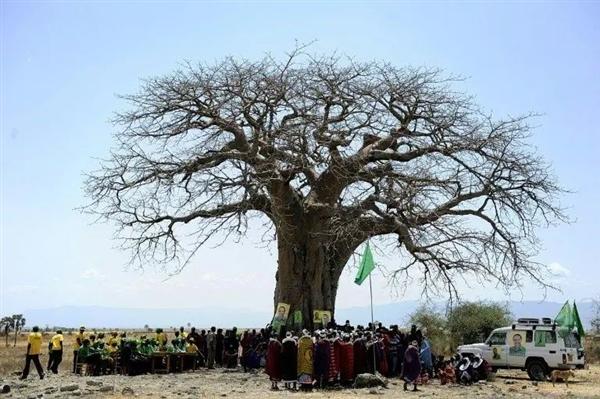 非洲人把猴面包树当祖宅用：移栽中国后 完全不一样了