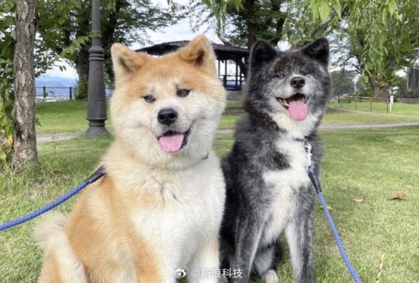 忠犬“八公”海外受欢迎！日本为秋田犬发“数字血统证明”：防止造假