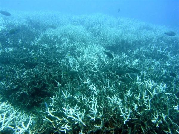 美国警告 全球第四次珊瑚白化开始！严重影响至少8.5亿人