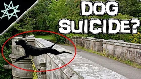 诡异的英国“死亡之桥”：600多只狗先后一跃而下