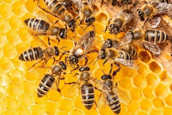 为什么蜜蜂会进化出蜂后 真的一生只交尾一次吗