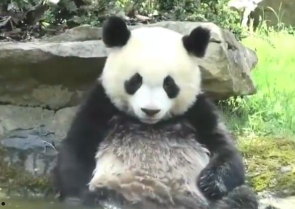 “大熊猫是中国特有种的铁证”上热搜：睡觉自己会盖被子