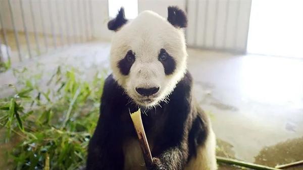 圈养大熊猫交配太困难：科学家在它们的肠道中找到了原因