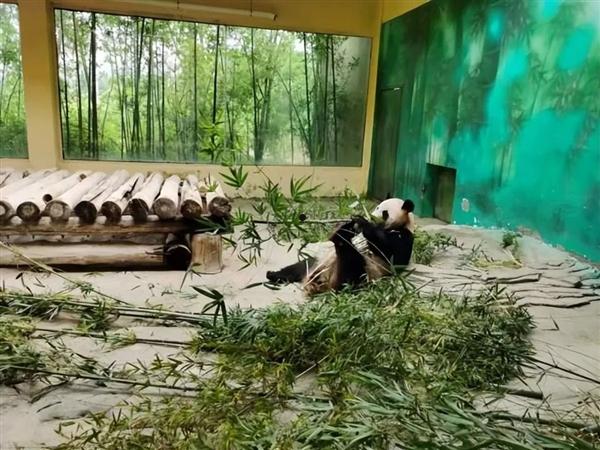 圈养大熊猫交配太困难：科学家在它们的肠道中找到了原因