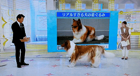 比真狗还狗：日本老哥花300万把自己改装成了狗